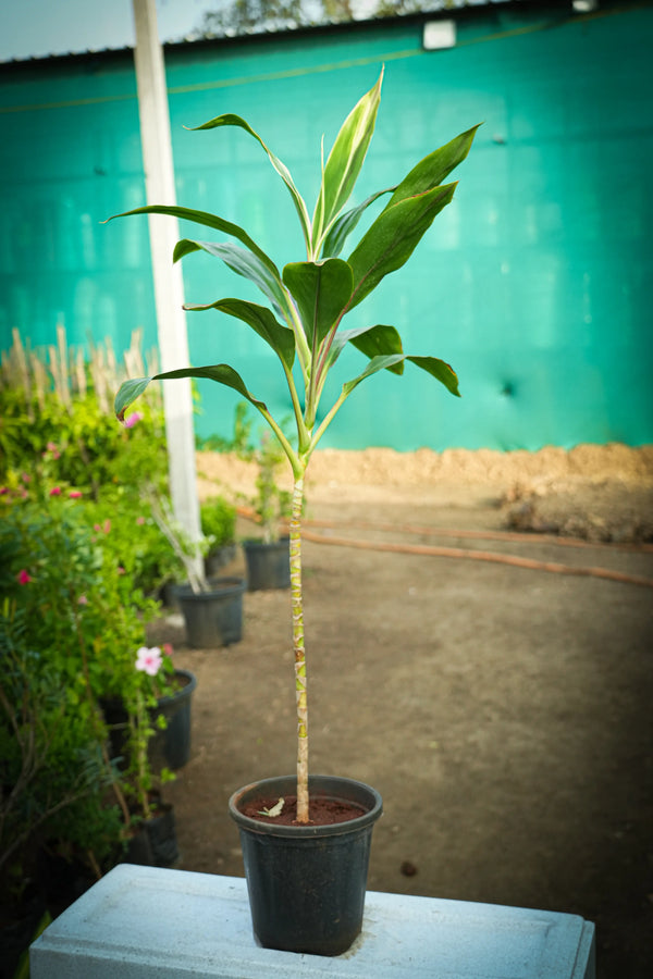 Cordyline fruticosa 13