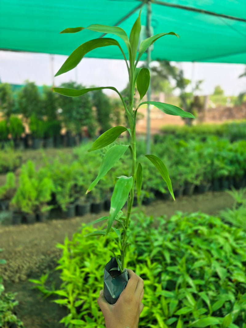 Dracaena sanderiana - D