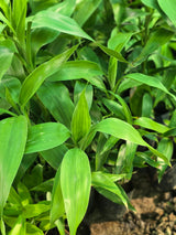 Dracaena sanderiana - D
