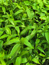 Dracaena sanderiana - D