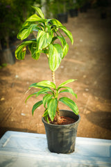 Cordyline fruticosa _Lemon Lime_