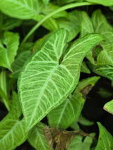 Syngonium podophyllum
