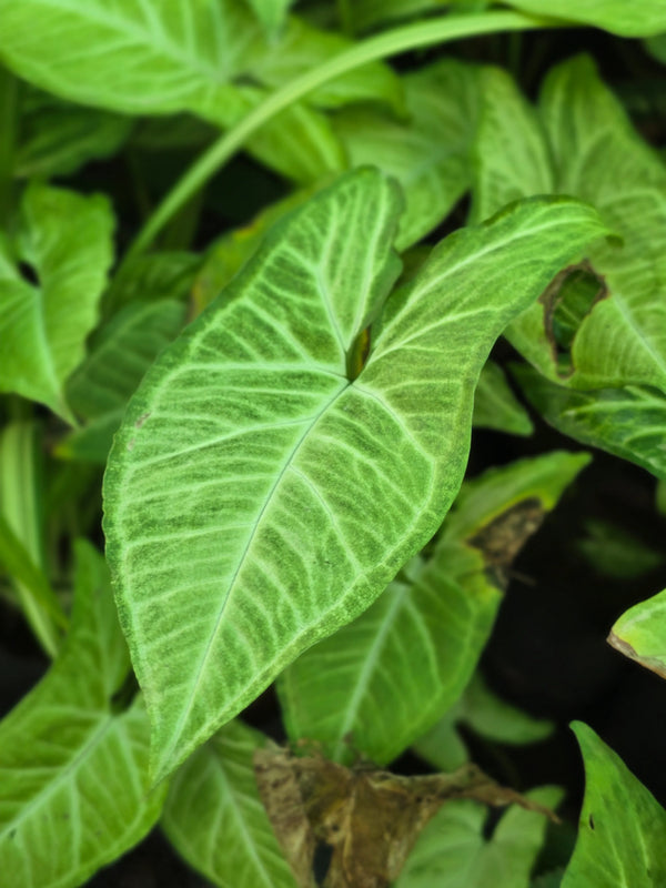 Syngonium podophyllum