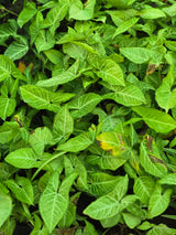 Syngonium podophyllum