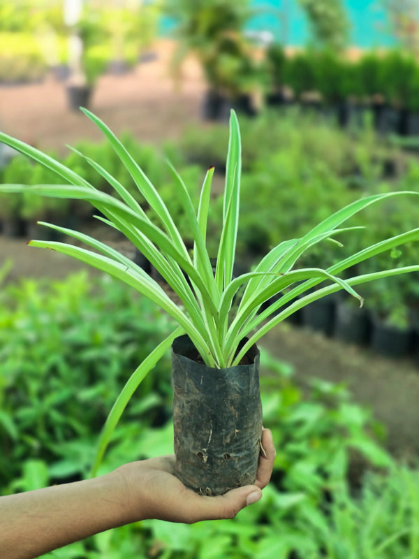Spider Plant 1