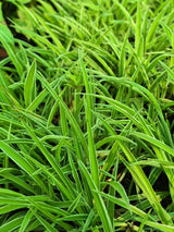 Spider Plant 1