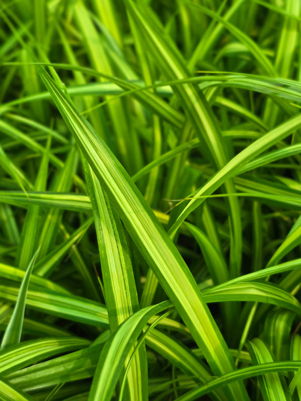 Golden Pandanus
