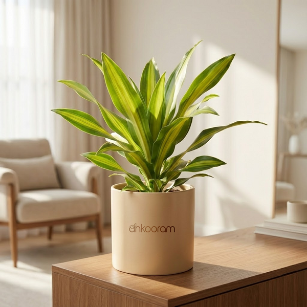 Dracaena Lemon Lime Plant