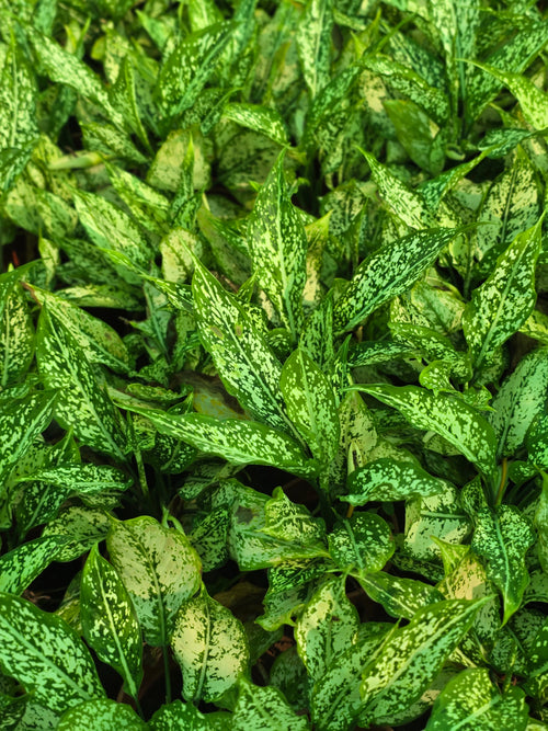 Aglaonema _Snow White_ - D