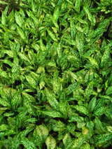 Aglaonema _Snow White_ - D