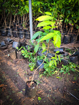 Derris trifoliata