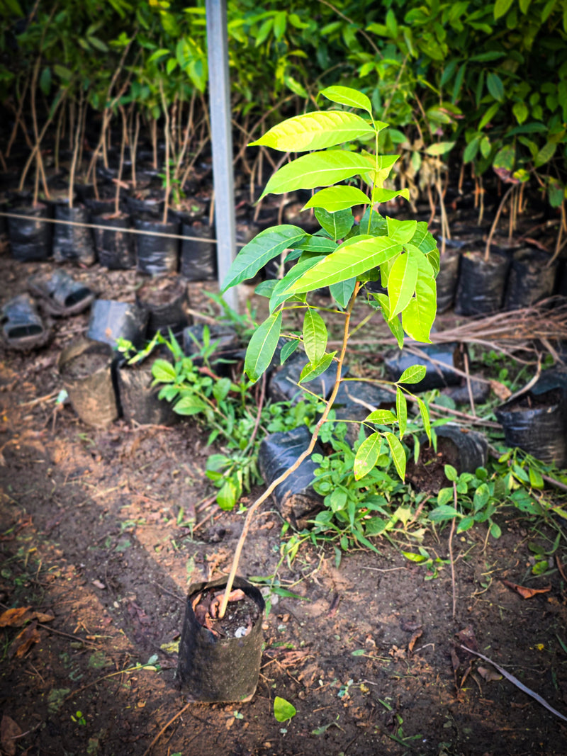 Derris trifoliata