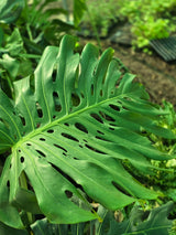 Monstera deliciosa
