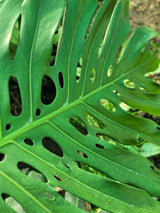 Monstera deliciosa
