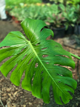 Monstera deliciosa