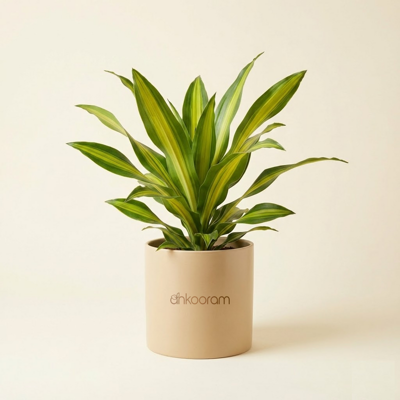 Dracaena Lemon Lime Plant