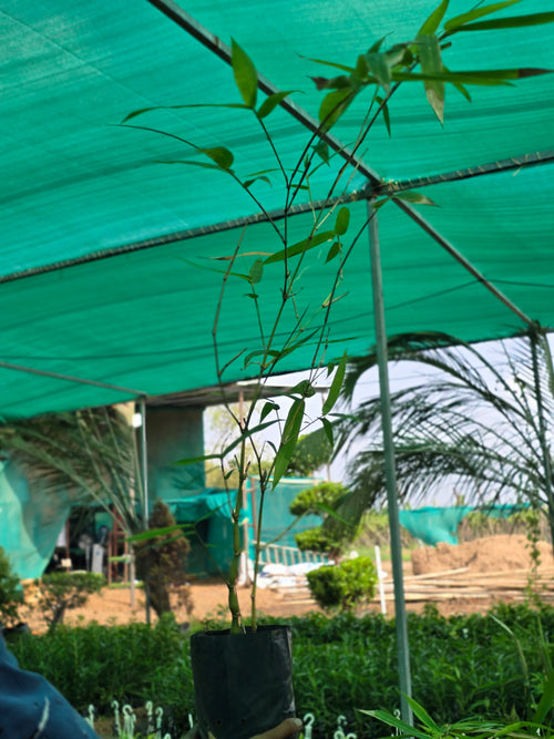 bamboo plant sapling - D