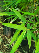 bamboo plant sapling - D