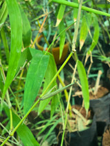 bamboo plant sapling - D