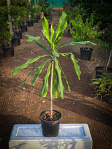 Dracaena fragrans 1