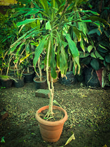 Dracaena fragrans 2