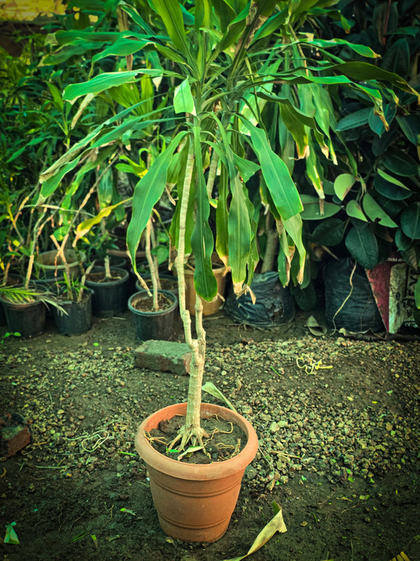 Dracaena fragrans 2