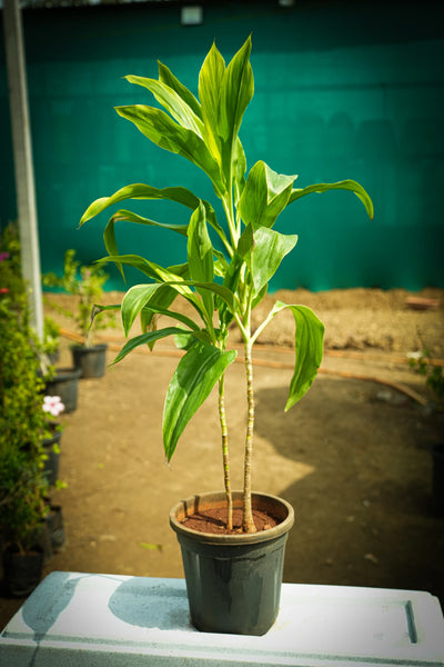 Dracaena Fragrans 3