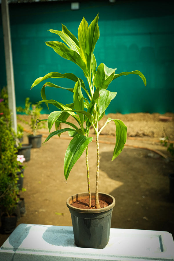 Dracaena Fragrans 3