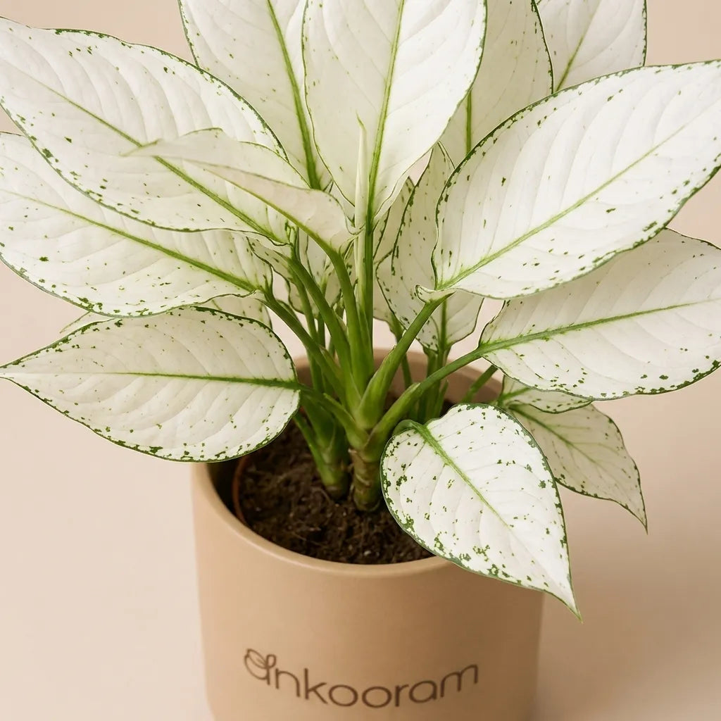 Aglaonema Super White