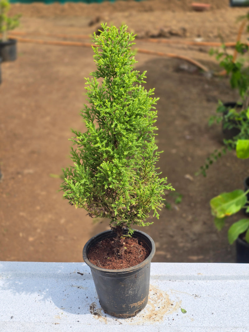 Lemon Cypress