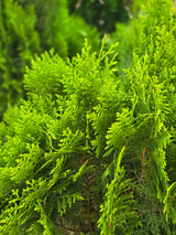 Oriental Arborvitae