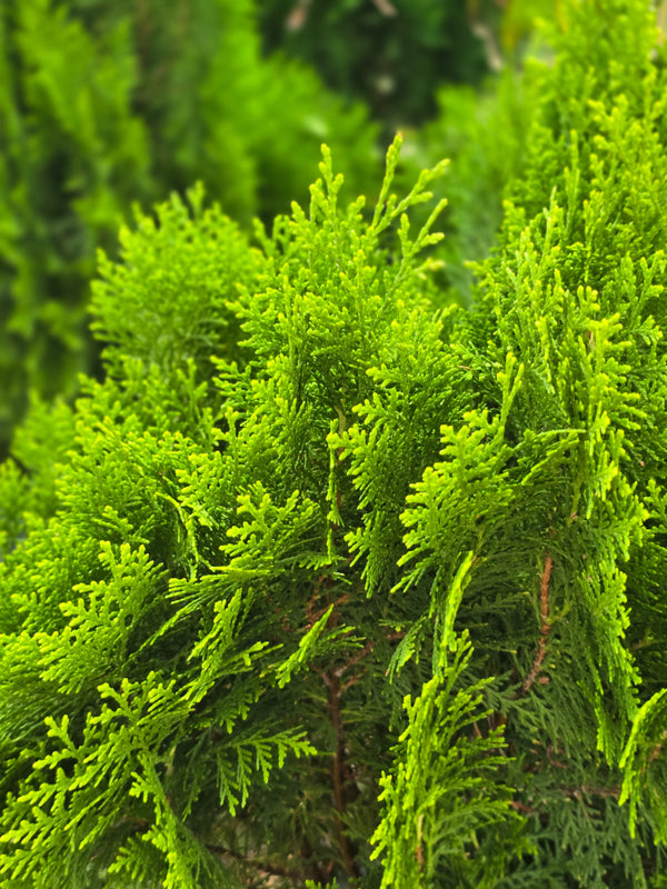 Oriental Arborvitae