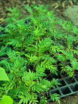 marigold seedlings