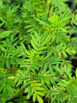 marigold seedlings