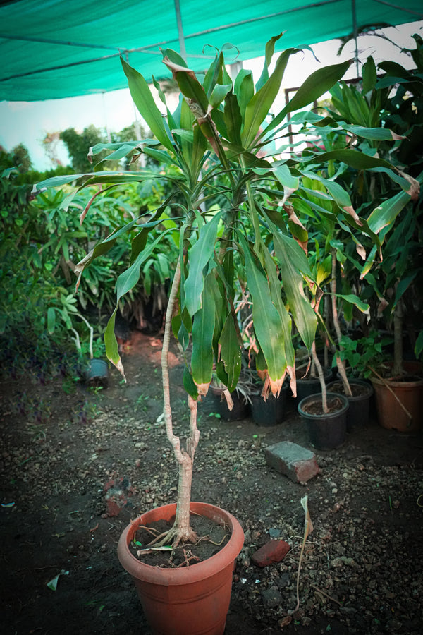 Dracaena fragrans 4