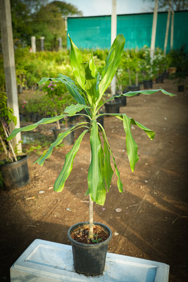 Dracaena fragrans 5