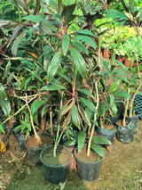 Cordyline fruticosa