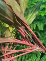 Cordyline fruticosa