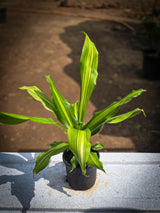 Dracaena fragrans _Lemon Lime_ - D