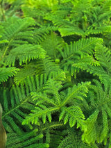Norfolk Island pine