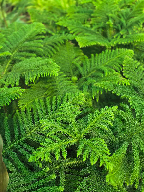 Norfolk Island pine