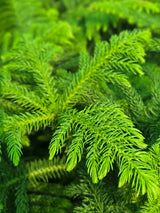 Norfolk Island pine