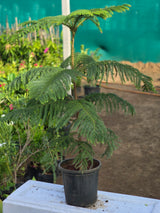Norfolk Island pine