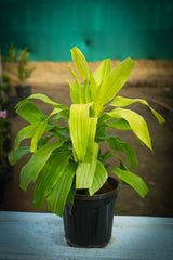 Dracaena fragrans _Lemon Lime_ - D