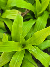 Dracaena fragrans _Limelight_ - D