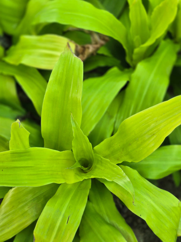 Dracaena fragrans _Limelight_ - D