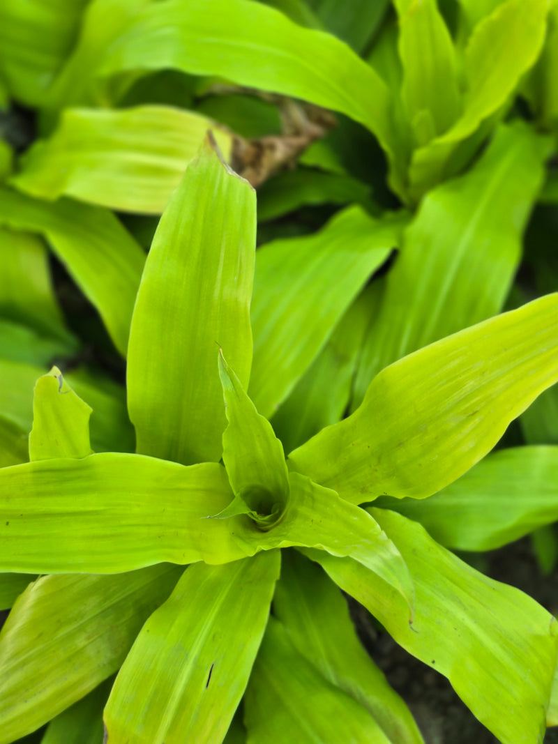 Dracaena fragrans _Limelight_ - D