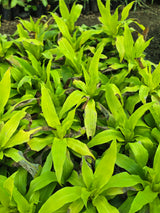 Dracaena fragrans _Limelight_ - D