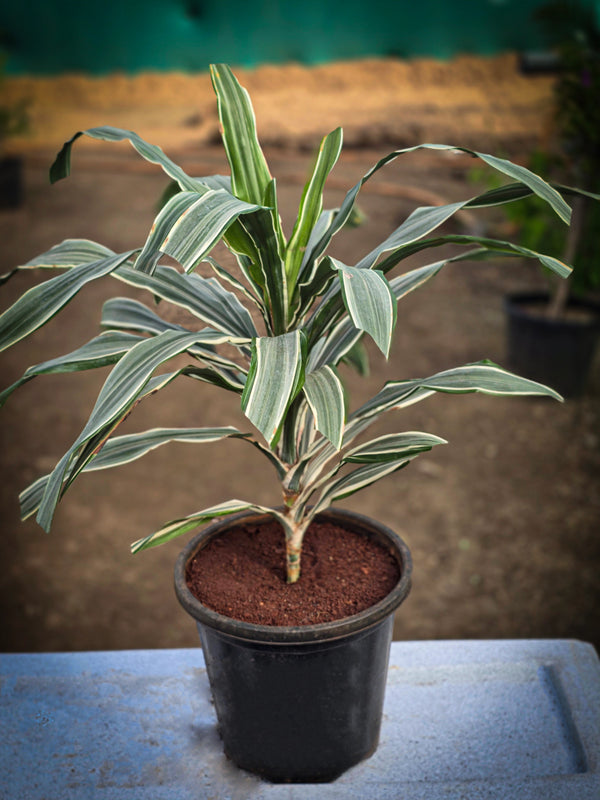 Dracaena fragrans _Warneckii_