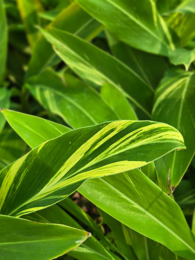 Variegated Shell Ginger